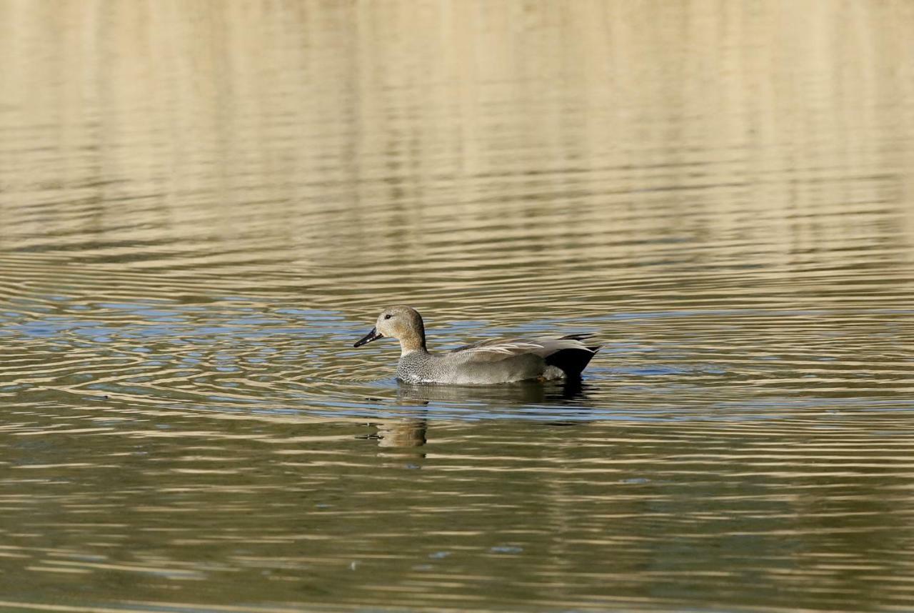 Gite De L'Etang Belval-en-Argonne Экстерьер фото